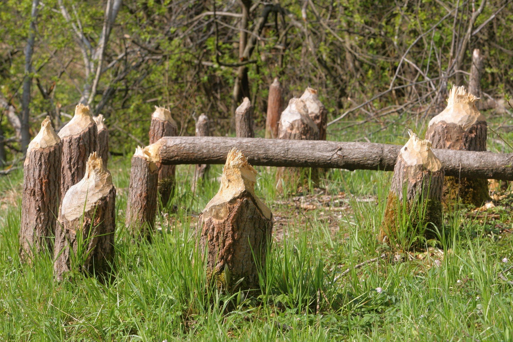  Nedaleko obce Lenora na Prachaticku pokáceli bobři několik desítek stromů na břehu Vltavy