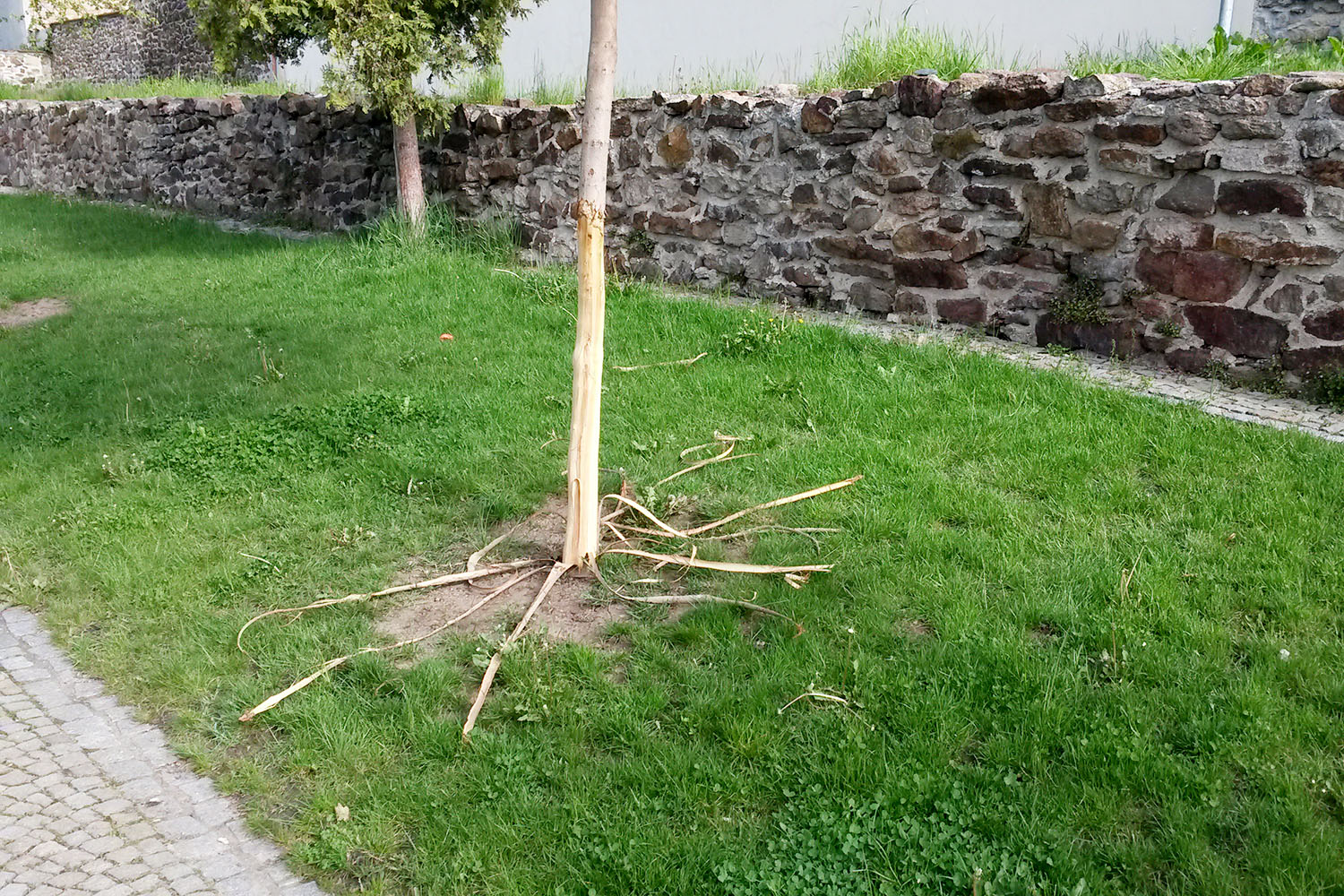 Poškozený strom v zámeckých zahradách v Moravské Třebové