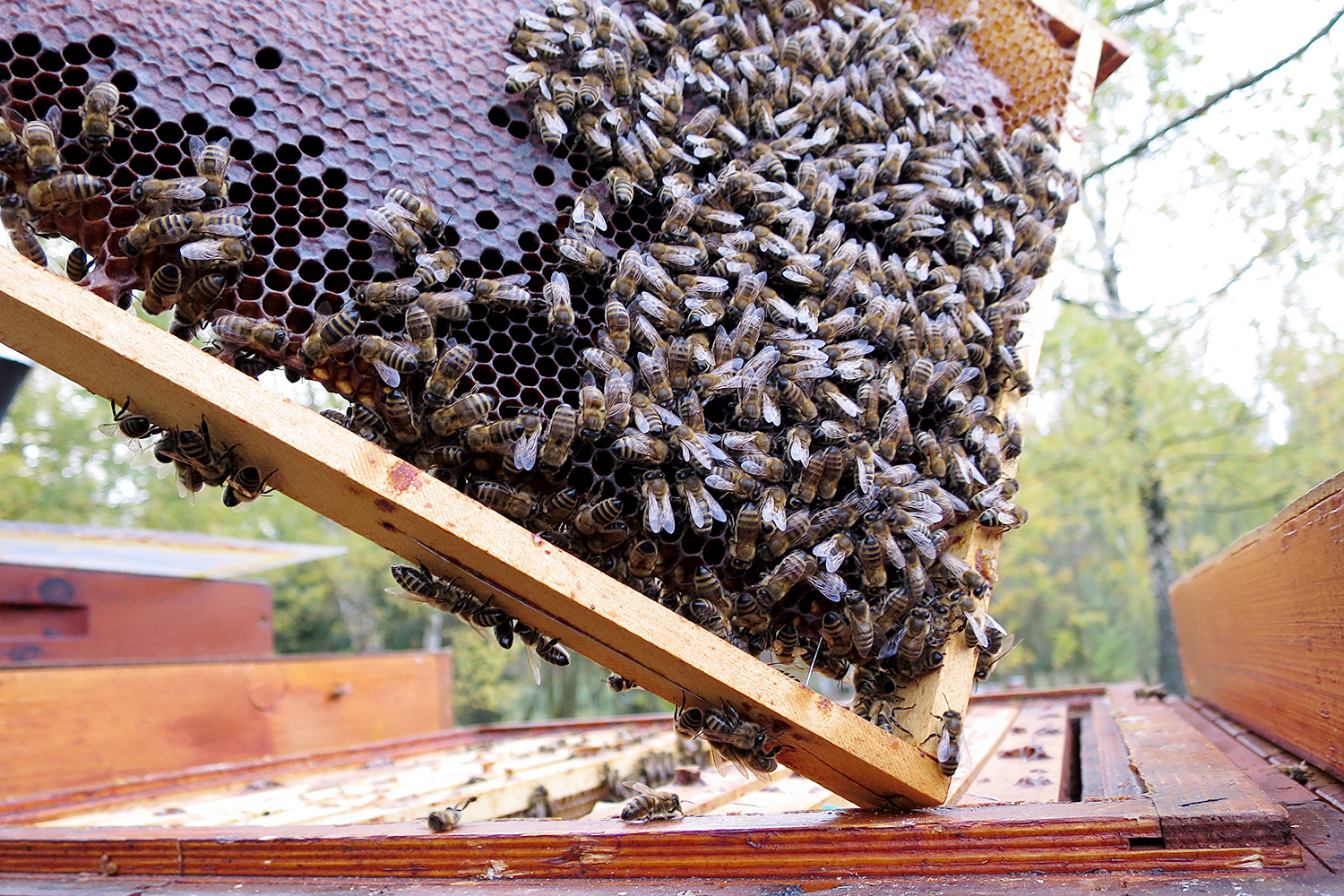 Včely z chovu nasavrckého učiliště se připravují na zimu