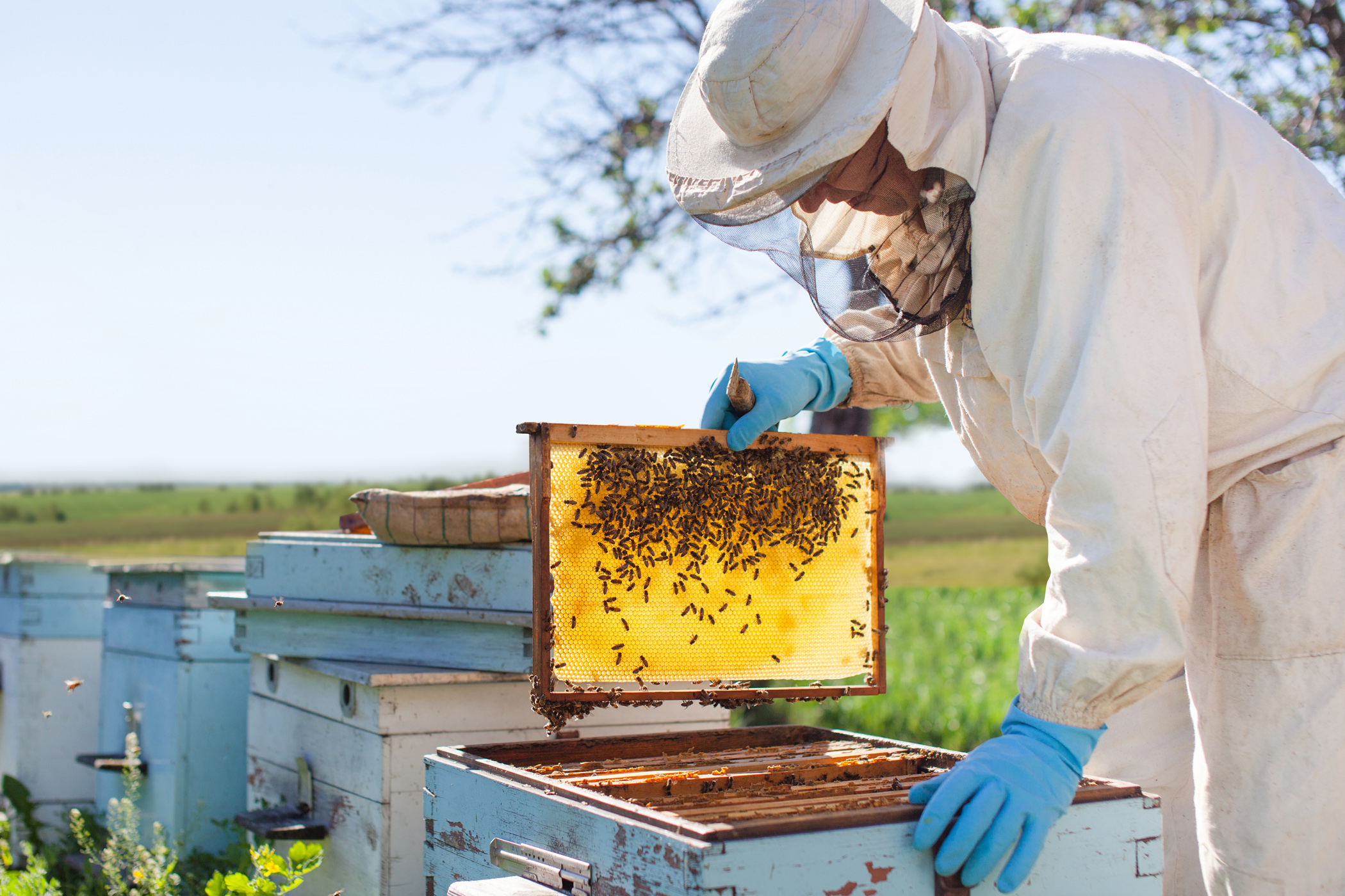Co potřebuje začínající včelař?