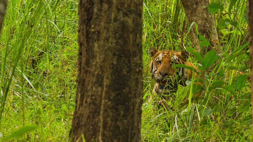 Tygr indický (bengálský) v NP Chitvan v Nepálu