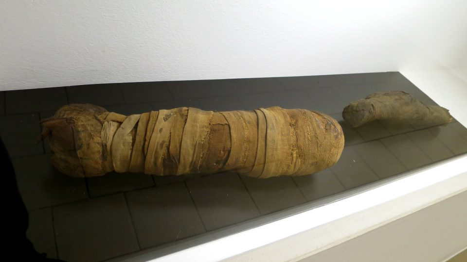 V muzeu jsou vystavené i zvířecí mumie, například kočky nebo poštolky