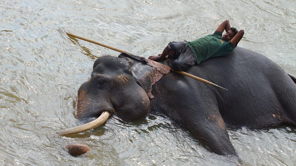 Koupání slonů na Srí Lance