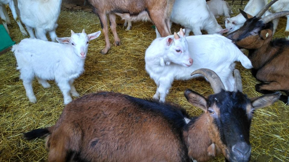 Kozy na farmě u Lechnýřových