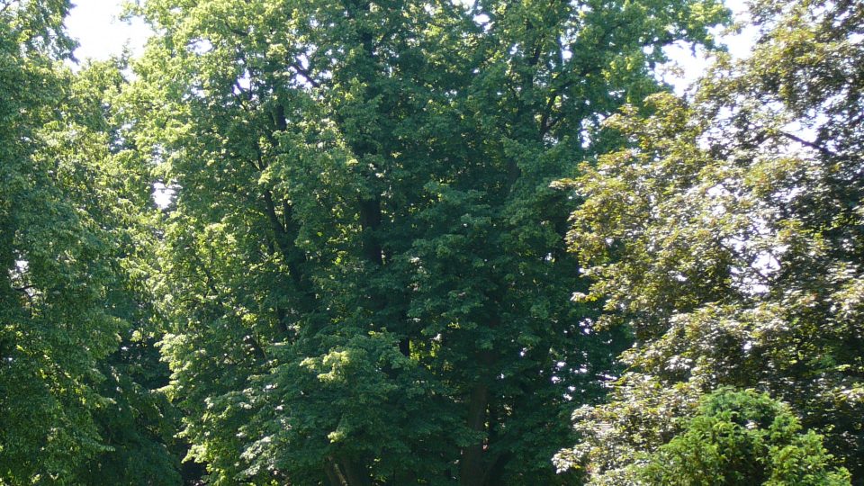 Šestikmená lípa v parku u zámku, která se stal a stromem roku 2004