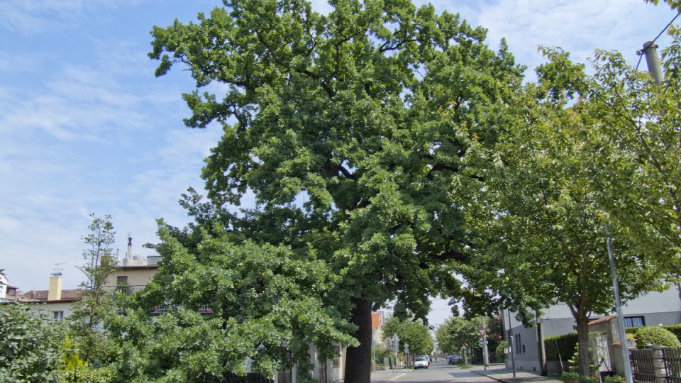 Památný dub letní v Pardubicích