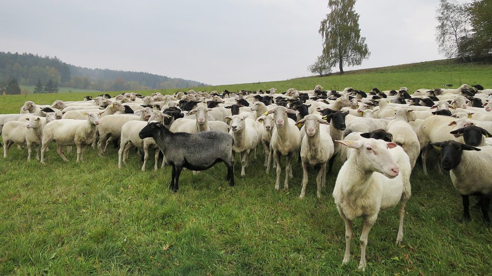 Ovce na pastvě nad Koclířovem