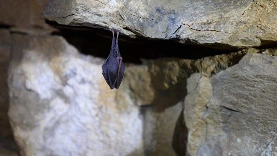 Dominantním druhem v jeskyni u Horního Újezdu je vrápenec malý