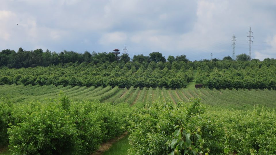 Sadař Jaroslav Nevole obhospodařuje 120 ha ovocných sadů, v pozadí rozhledna Barborka