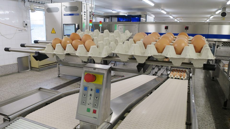 Balicí linkou prochází 50 milionů vajec ročně
