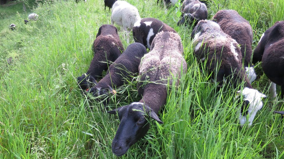 Na loukách s trávou pomáhá i stádo ovcí
