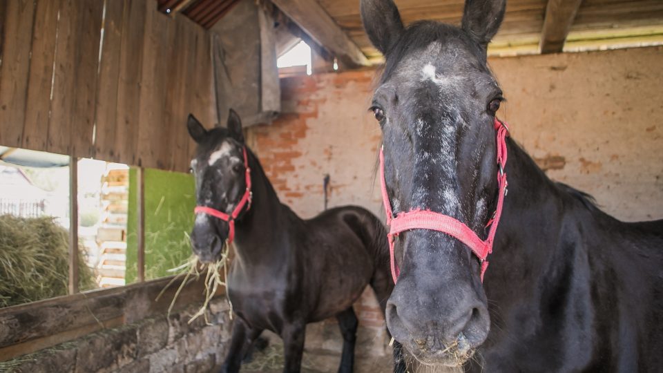 Převoz koní pardubické městské policie na důchod do Vlčkovic