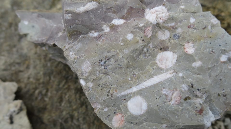 V kameni lze lehce rozpoznat ostny ježovek, mořských ježků