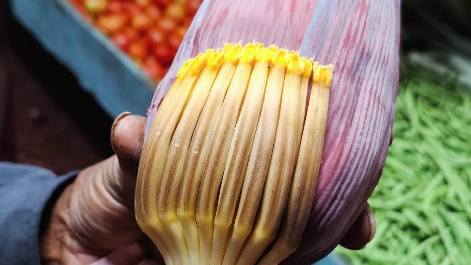 Banánový květ | foto: archiv Jana Kunzeho Banánový květ