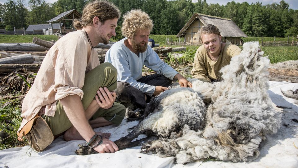 Stříhání ovcí v Keltském archeoskanzenu Nasavrky