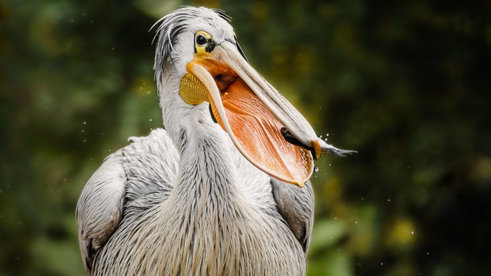 Safari Park Dvůr Králové - pelikán africký