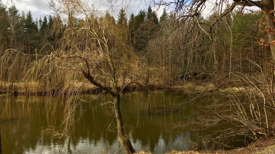 Lesní rybník a vrba jako stvořená pro vodníka, o kterém je na Prosečsku také řada pověstí