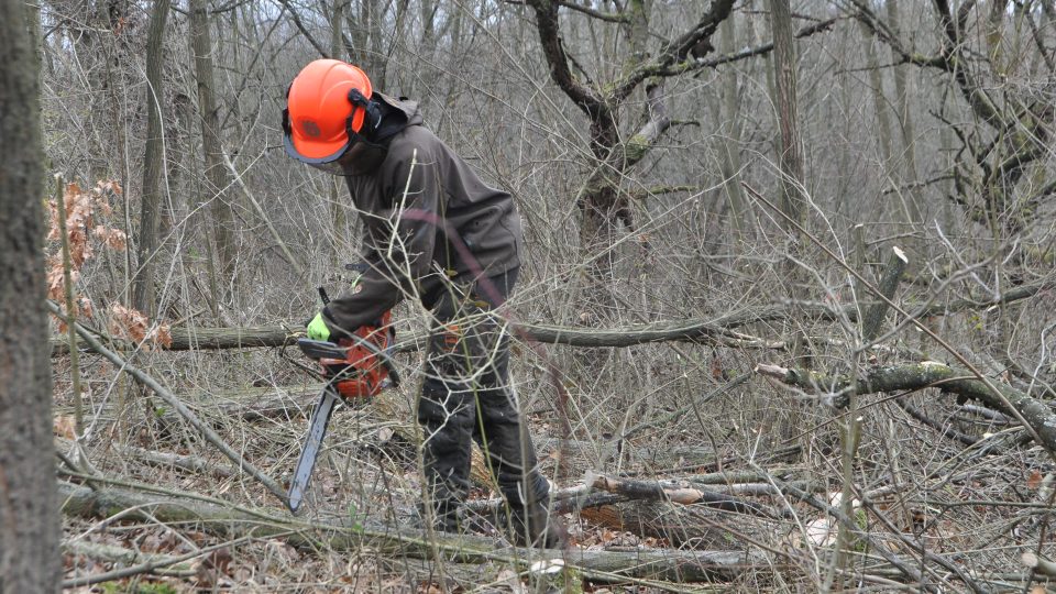 Ekologové ze spolku Pestré Polabí dělají místo původním dřevinám a starému třešňovému sadu