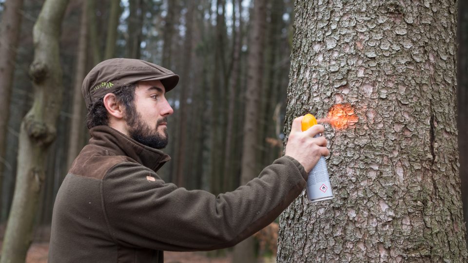 Jaroslav Časar značí stromy napadené kůrovcem. Malé dírky po broukovi zkušené oko odhalí na několik metrů