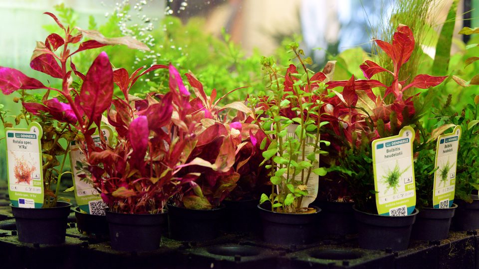 Do pořádného akvária patří živé rostliny