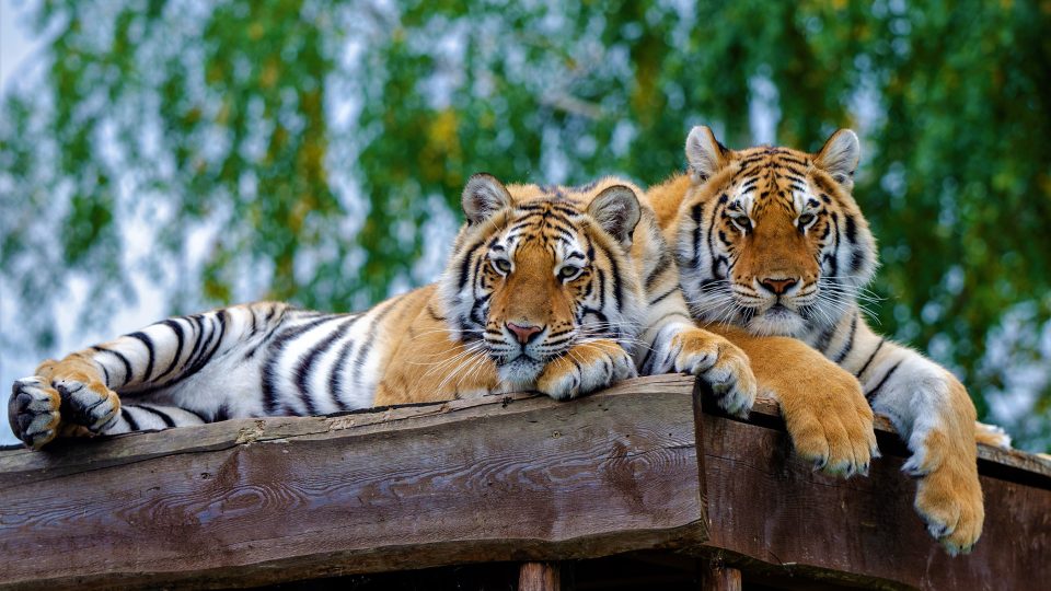 Tygři umí dát najevo přízeň specifickým odfrkáváním