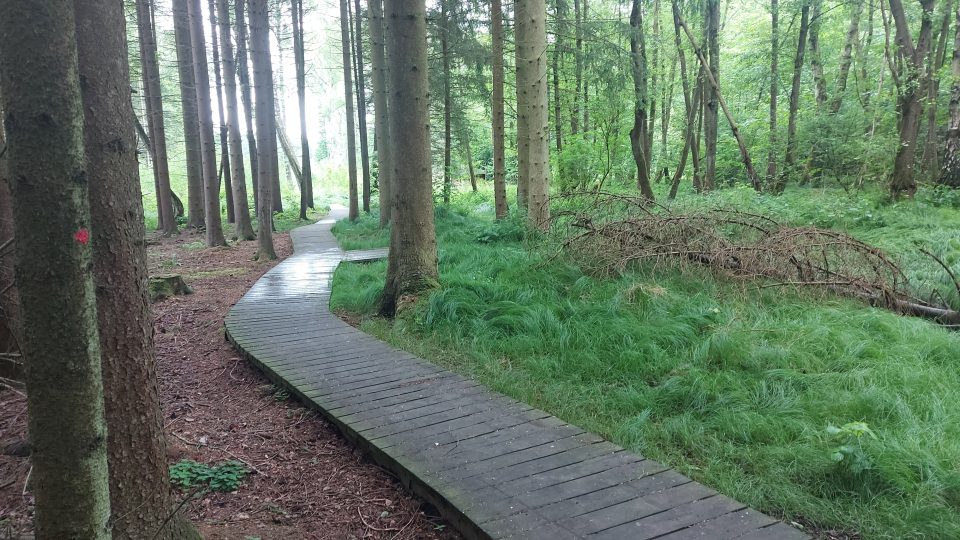 Cesta Vodárenským lese vede po dřevěných chodníčcích | foto: Tereza Brázdová, Český rozhlas Cesta Vodárenským lese vede po dřevěných chodníčcích
