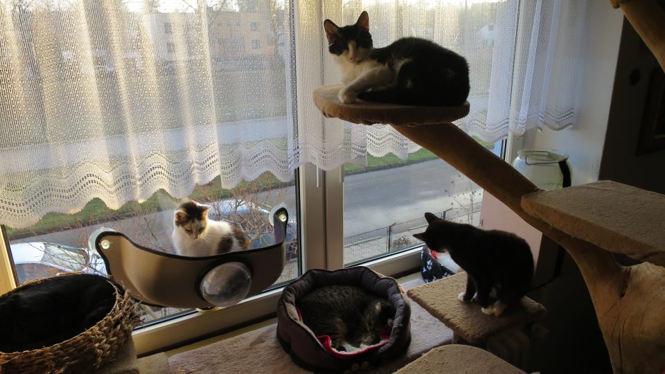 Kočičí zátiší v obývacím pokoji manželů Tauberových