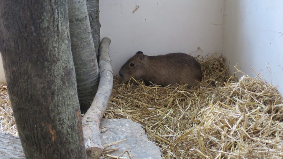 Kapybara jménem Matylda si zvyká na svůj nový výběh 