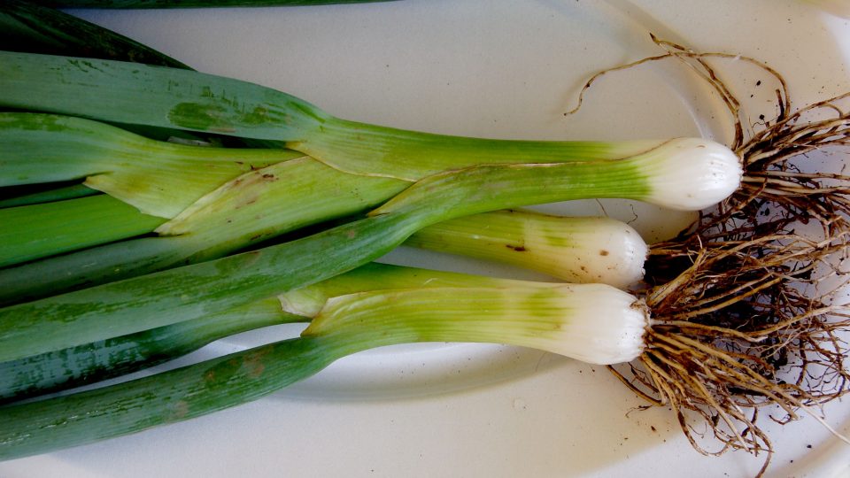 Gerda, ozimá cibule vhodná na sklizeň se zelenou natí