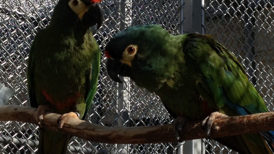 Papoušci ve venkovní voliéře letohradského zámeckého parku