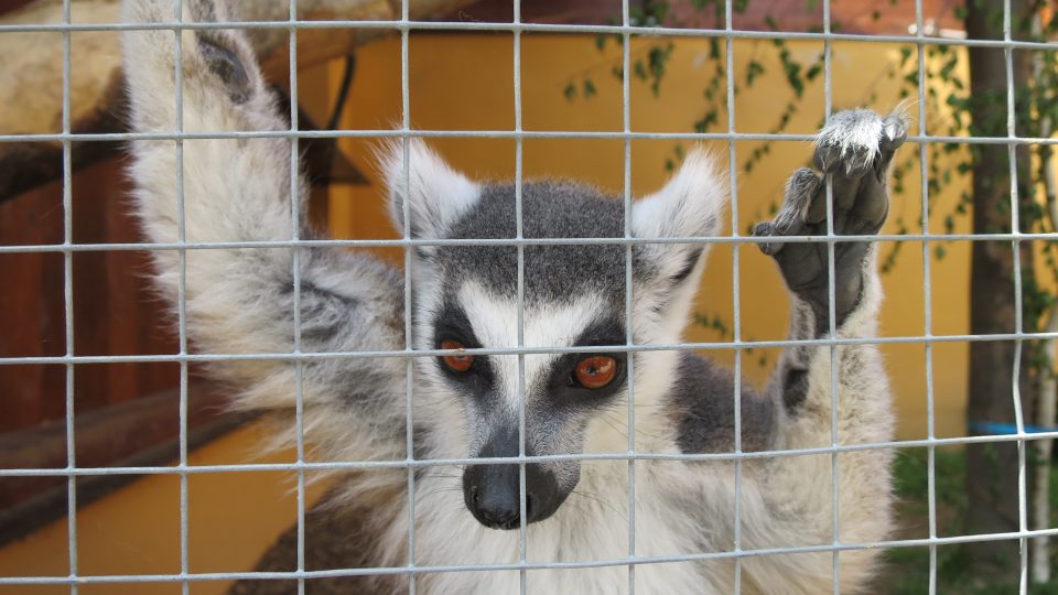 V Bítovanech se setkáte s rodinkou lemurů