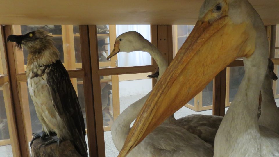 Součástí sbírky vycpaných ptáků jsou i mohutné labutě nebo pelikán