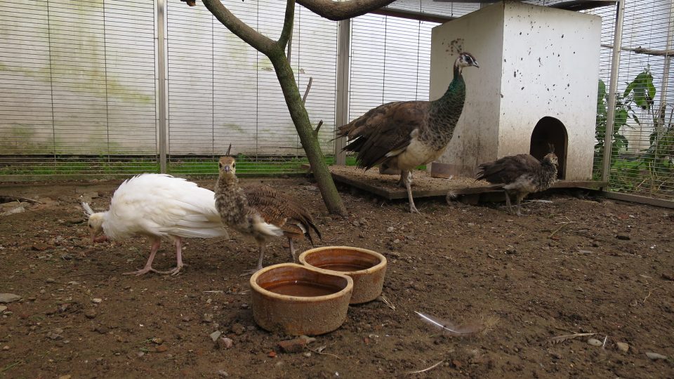 Po vylíhnutí malá kuřata vyrůstají ve voliéře, hlavně kvůli ochraně před kunami