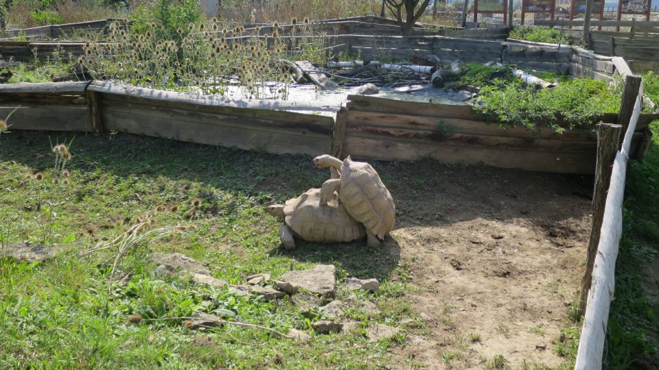 Zahradu Harta obývá několik desítek druhů želv