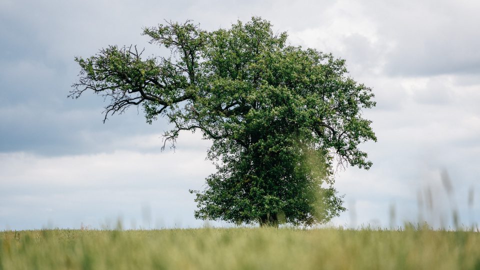 Mrákotínská hrušeň soutěží v anketě Strom roku