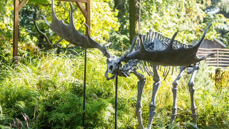Model kostry veledaňka obrovského v ostravské zoo.JPG