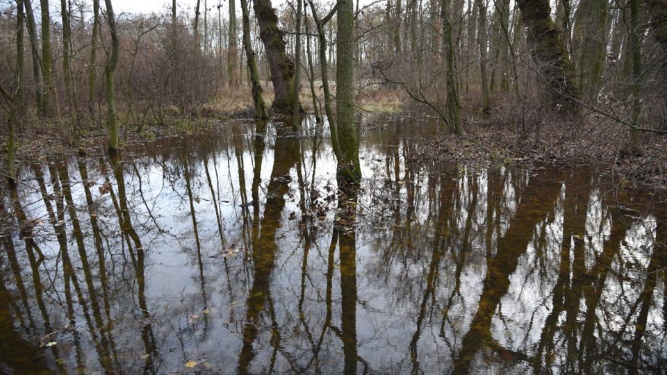 Úhřetický les je jedním z mála lužních lesů v Čechách