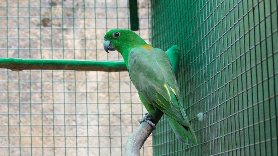 Škála barevnosti papoušků lori je velmi pestrá, také zelená barva se neobjevuje jen v jednom odstínu