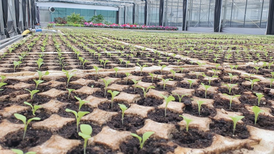Sadba salátu už roste v pěstebních sklenících