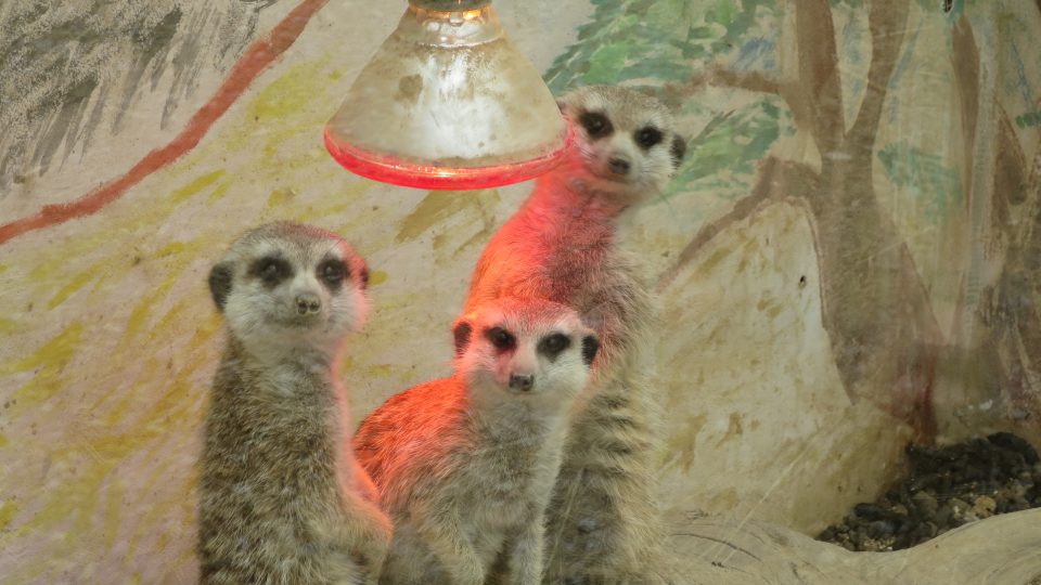 V roce 2017 se zoologovi Ludku Hojnému podařilo rozšířit chov surikat