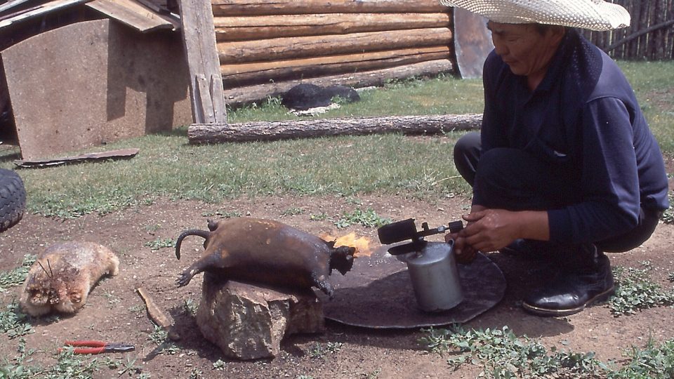 Svišť grilovaný letlampou - místní mongolská specialita