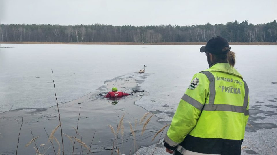 Pracovník záchranné stanice pozoruje hasiče, který labuť "dopravuje" na břeh