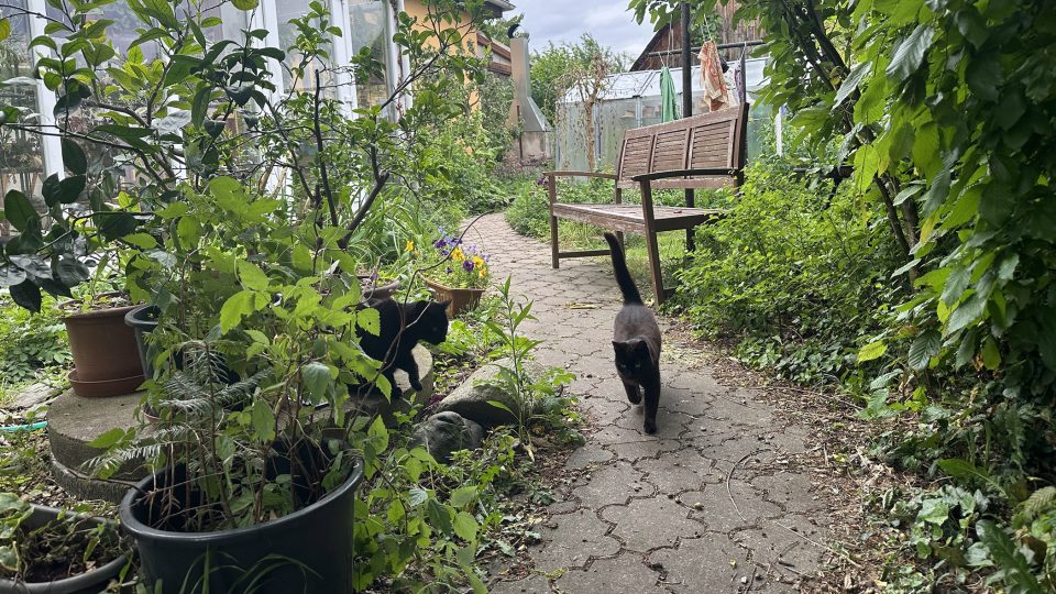 Na zahradu Pod břízou dohlíží čtyři kočičí obyvatelé