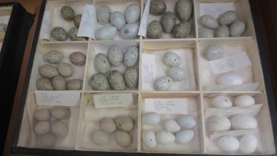Součástí historické zoologické sbírky jsou i ptačí vejce