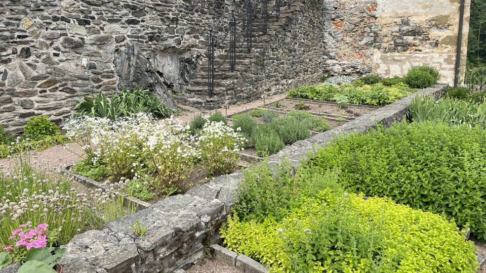 V gotických zahradách se pěstovaly bylinky, hlavně k léčebným účelům