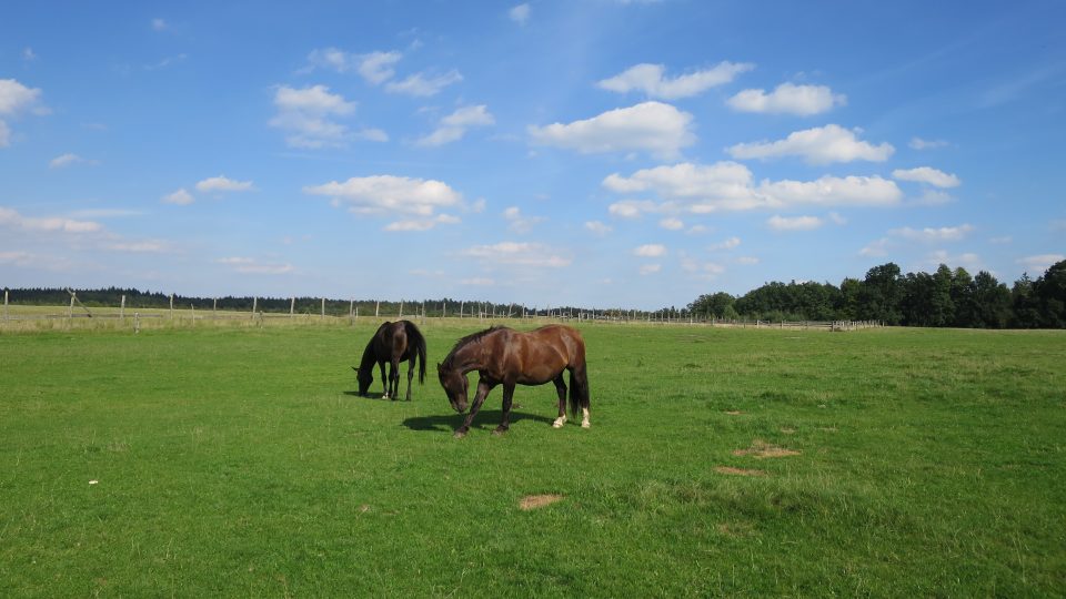 Koně na pastvině v Bělečku