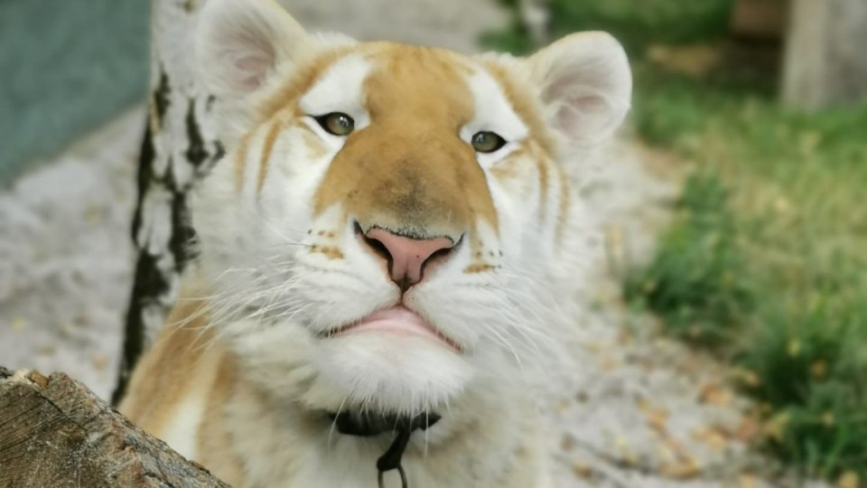 Tygr bengálský se zlatým zbarvením z chovu manželů Kreizlových