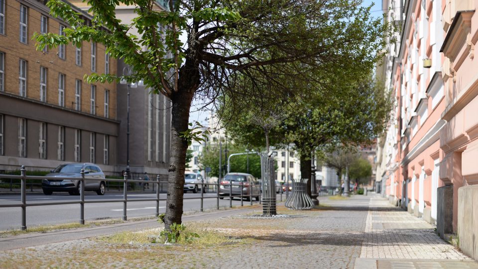 Třešně, které lemují rušnou ulici, plánují Pardubice vyměnit za akáty, které jsou odolnější