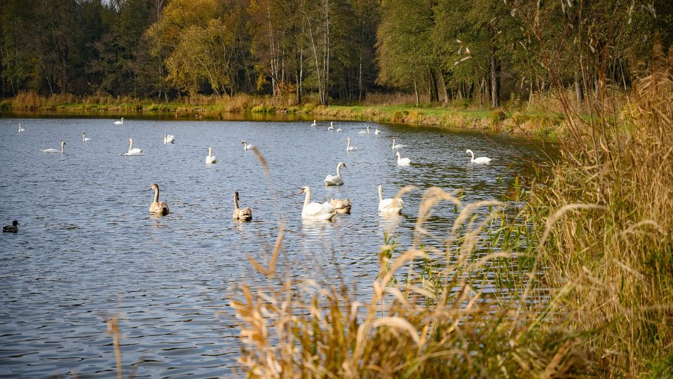 Na Rosničce se objevilo hejno přibližně 70 labutí
