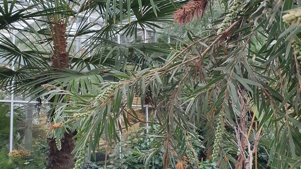 První letošní květ štětkovníku v tropickém skleníku pana Mikana
